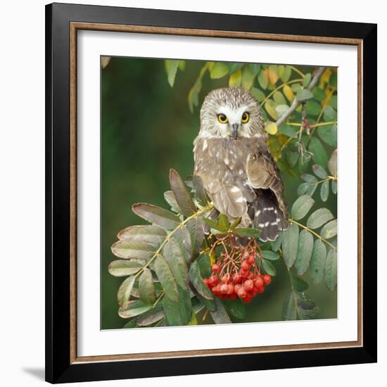 Saw-Whet Owl Perched in Rowan Tree-null-Framed Photographic Print