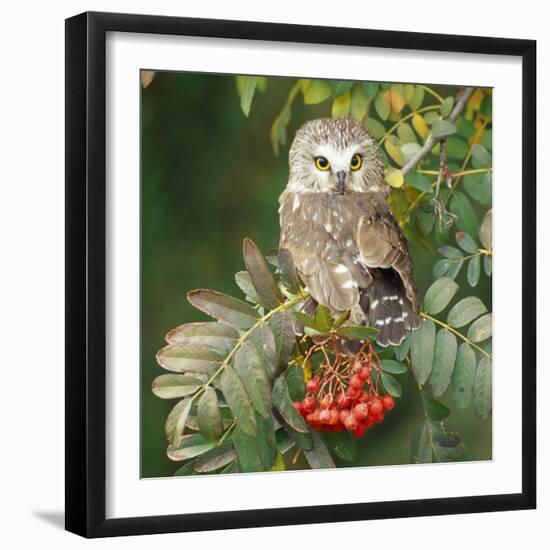 Saw-Whet Owl Perched in Rowan Tree-null-Framed Photographic Print