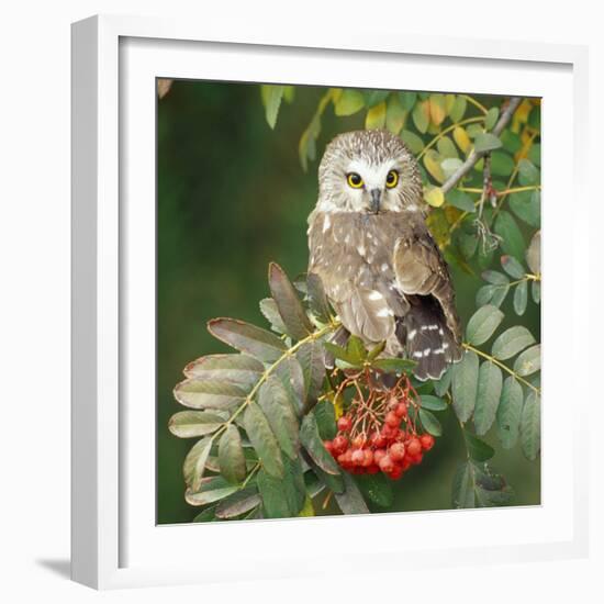 Saw-Whet Owl Perched in Rowan Tree-null-Framed Photographic Print