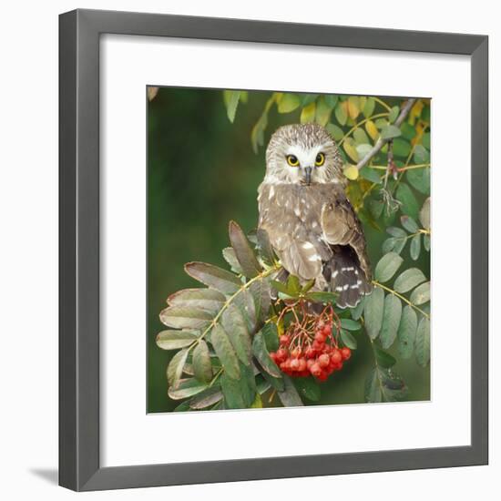 Saw-Whet Owl Perched in Rowan Tree-null-Framed Photographic Print