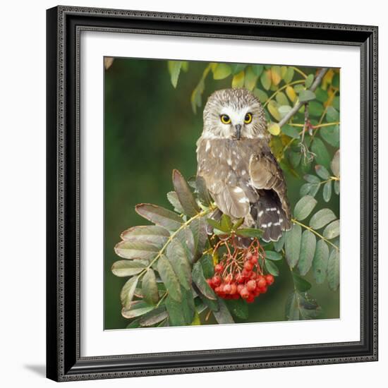 Saw-Whet Owl Perched in Rowan Tree-null-Framed Photographic Print