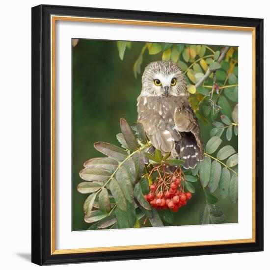 Saw-Whet Owl Perched in Rowan Tree-null-Framed Photographic Print