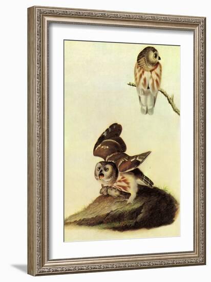 Saw Whet Owl-John James Audubon-Framed Art Print