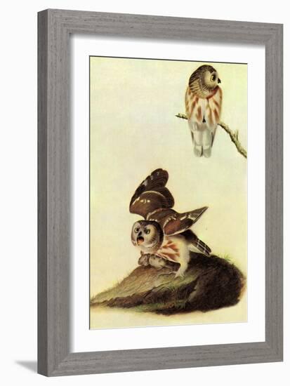 Saw Whet Owl-John James Audubon-Framed Art Print