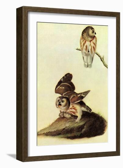 Saw Whet Owl-John James Audubon-Framed Art Print