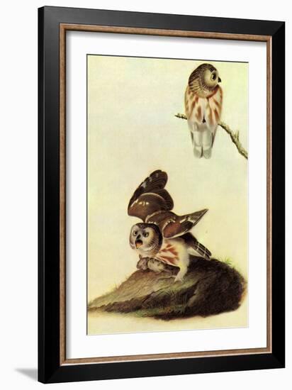 Saw Whet Owl-John James Audubon-Framed Art Print