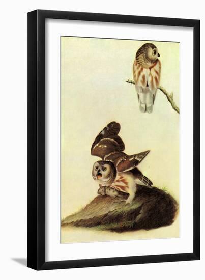 Saw Whet Owl-John James Audubon-Framed Art Print
