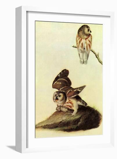 Saw Whet Owl-John James Audubon-Framed Art Print