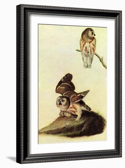 Saw Whet Owl-John James Audubon-Framed Art Print