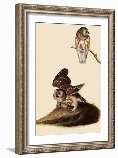 Saw-Whet Owls-John James Audubon-Framed Giclee Print