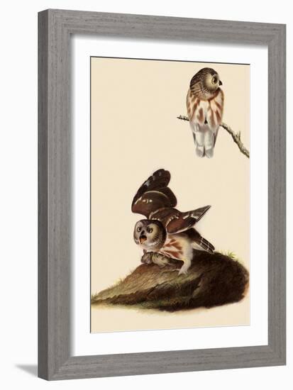 Saw-Whet Owls-John James Audubon-Framed Giclee Print