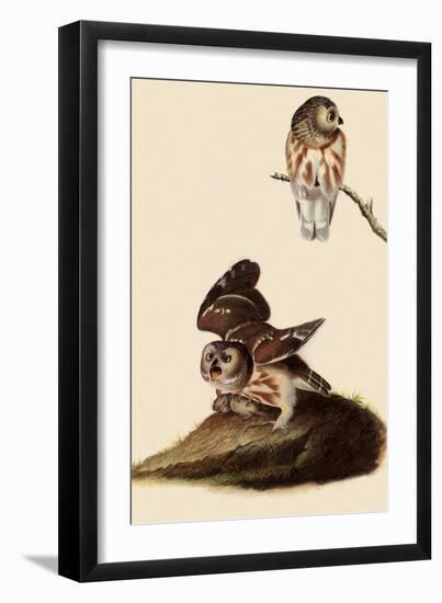 Saw-Whet Owls-John James Audubon-Framed Giclee Print