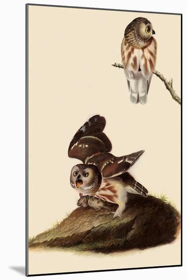 Saw-Whet Owls-John James Audubon-Mounted Giclee Print