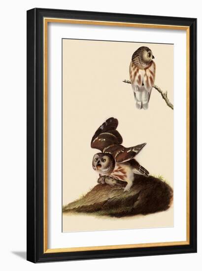 Saw-Whet Owls-John James Audubon-Framed Giclee Print