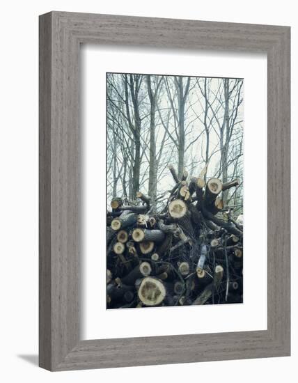 Sawed off branches and trunks on a pile at the edge of a wood-Axel Killian-Framed Photographic Print