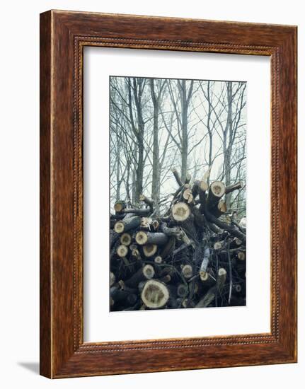 Sawed off branches and trunks on a pile at the edge of a wood-Axel Killian-Framed Photographic Print