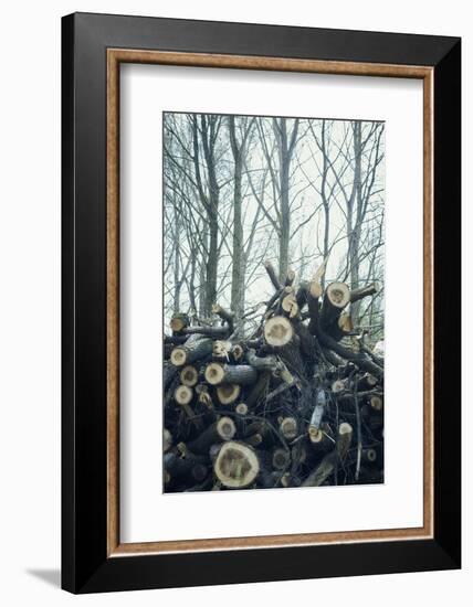 Sawed off branches and trunks on a pile at the edge of a wood-Axel Killian-Framed Photographic Print