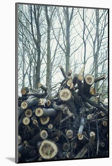 Sawed off branches and trunks on a pile at the edge of a wood-Axel Killian-Mounted Photographic Print