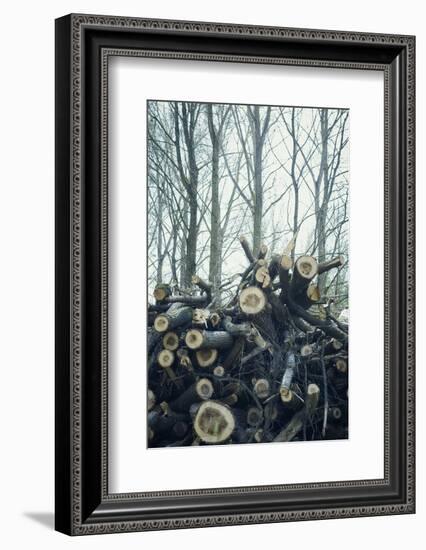 Sawed off branches and trunks on a pile at the edge of a wood-Axel Killian-Framed Photographic Print