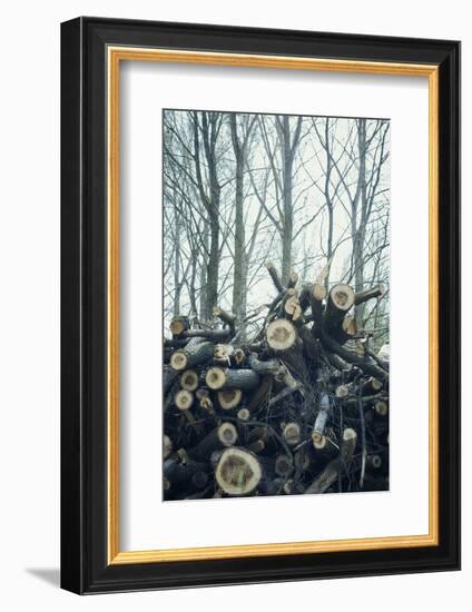 Sawed off branches and trunks on a pile at the edge of a wood-Axel Killian-Framed Photographic Print