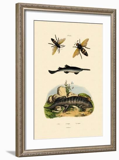 Sawfish, 1833-39-null-Framed Giclee Print