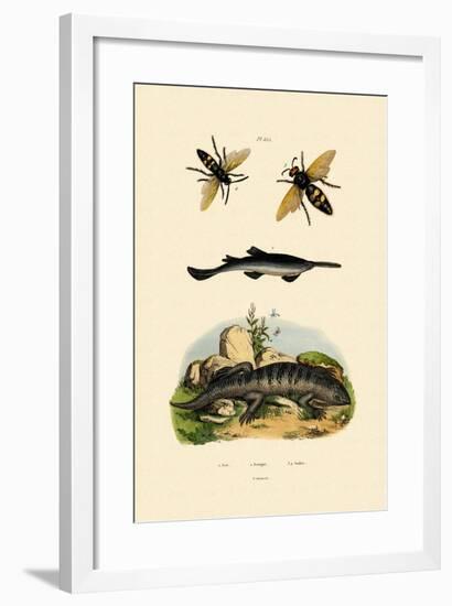 Sawfish, 1833-39-null-Framed Giclee Print