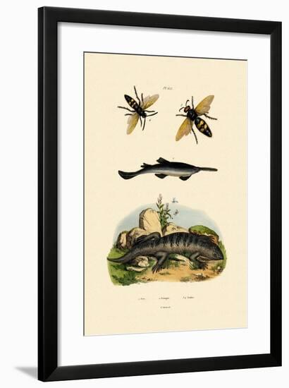 Sawfish, 1833-39-null-Framed Giclee Print