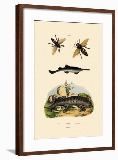 Sawfish, 1833-39-null-Framed Giclee Print