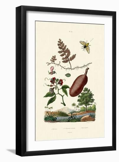 Sawfly, 1833-39-null-Framed Giclee Print