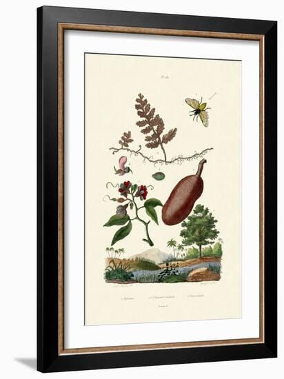 Sawfly, 1833-39-null-Framed Giclee Print