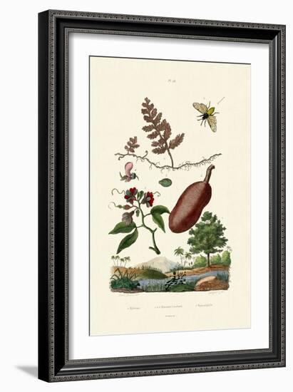 Sawfly, 1833-39-null-Framed Giclee Print