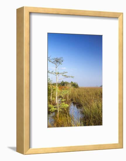 Sawgrass Highlighted in Light, Everglades National Park, Florida, USA-Chuck Haney-Framed Photographic Print