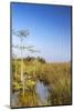 Sawgrass Highlighted in Light, Everglades National Park, Florida, USA-Chuck Haney-Mounted Photographic Print