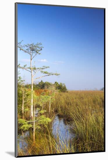 Sawgrass Highlighted in Light, Everglades National Park, Florida, USA-Chuck Haney-Mounted Photographic Print