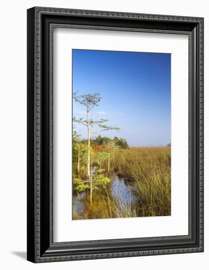 Sawgrass Highlighted in Light, Everglades National Park, Florida, USA-Chuck Haney-Framed Photographic Print