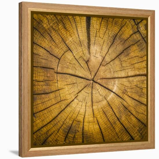 Sawn log showing growth rings (Dendrochronology)-Panoramic Images-Framed Premier Image Canvas