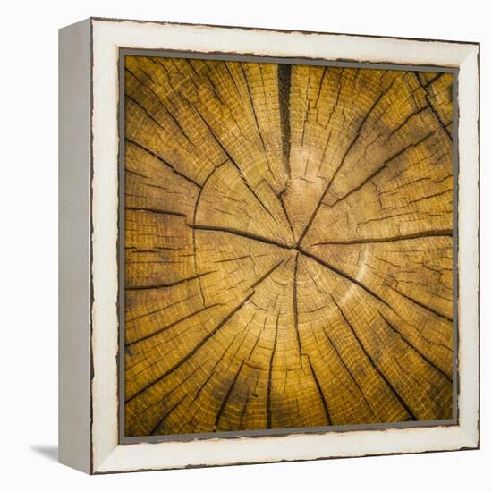 Sawn log showing growth rings (Dendrochronology)-Panoramic Images-Framed Premier Image Canvas