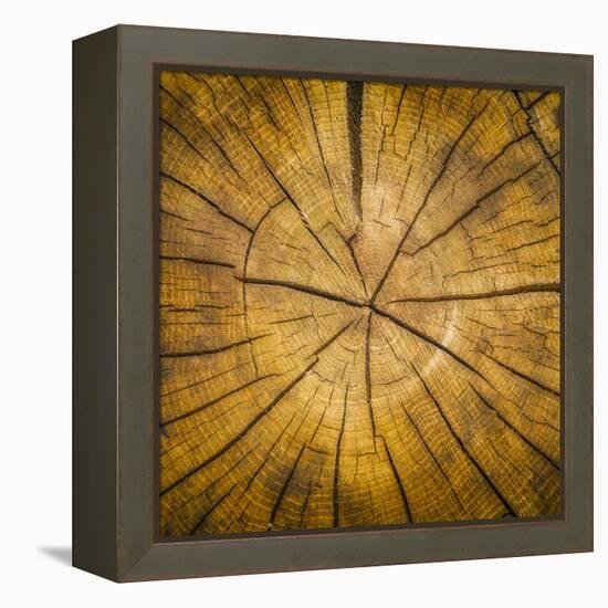 Sawn log showing growth rings (Dendrochronology)-Panoramic Images-Framed Premier Image Canvas