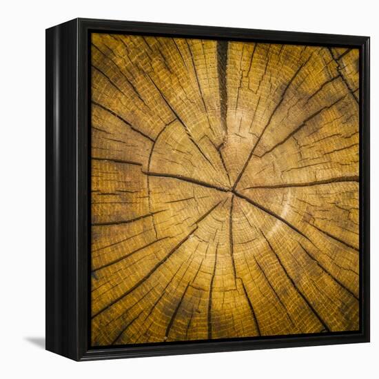 Sawn log showing growth rings (Dendrochronology)-Panoramic Images-Framed Premier Image Canvas