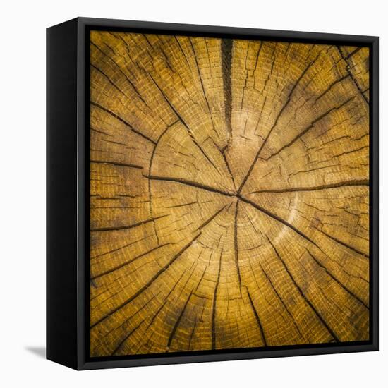 Sawn log showing growth rings (Dendrochronology)-Panoramic Images-Framed Premier Image Canvas