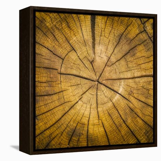 Sawn log showing growth rings (Dendrochronology)-Panoramic Images-Framed Premier Image Canvas