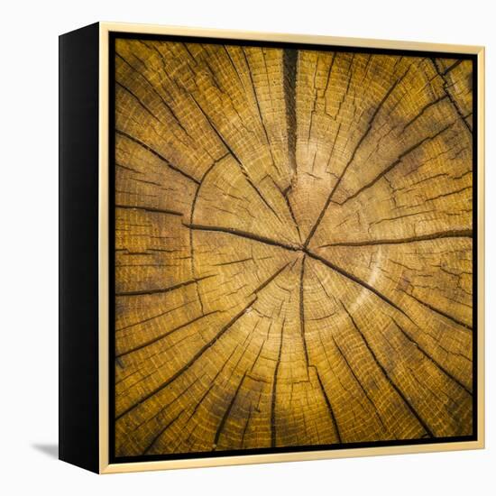 Sawn log showing growth rings (Dendrochronology)-Panoramic Images-Framed Premier Image Canvas