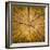 Sawn log showing growth rings (Dendrochronology)-Panoramic Images-Framed Premium Photographic Print