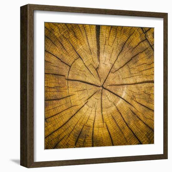 Sawn log showing growth rings (Dendrochronology)-Panoramic Images-Framed Premium Photographic Print
