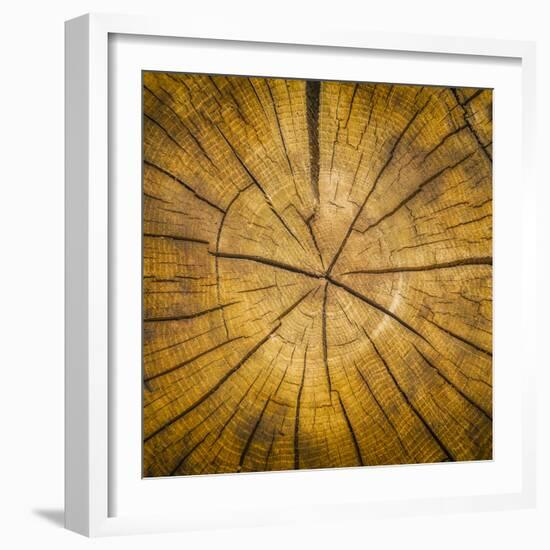 Sawn log showing growth rings (Dendrochronology)-Panoramic Images-Framed Premium Photographic Print