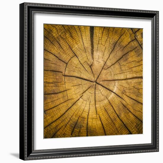 Sawn log showing growth rings (Dendrochronology)-Panoramic Images-Framed Premium Photographic Print