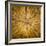 Sawn log showing growth rings (Dendrochronology)-Panoramic Images-Framed Premium Photographic Print