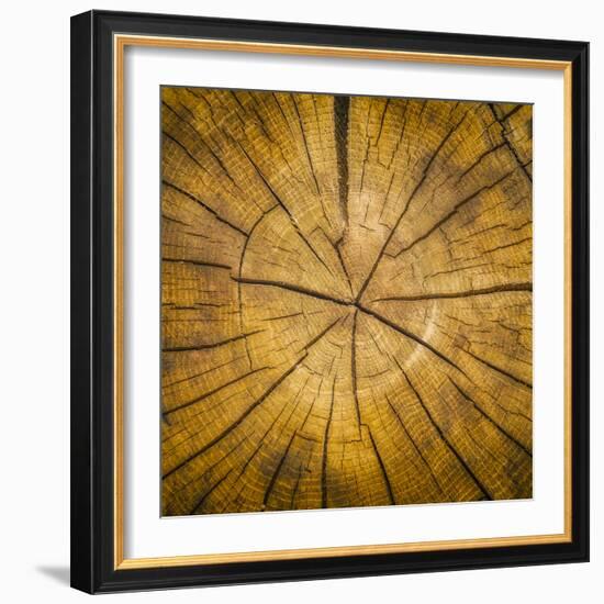 Sawn log showing growth rings (Dendrochronology)-Panoramic Images-Framed Premium Photographic Print