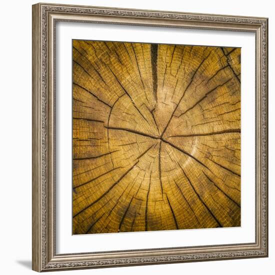 Sawn log showing growth rings (Dendrochronology)-Panoramic Images-Framed Photographic Print