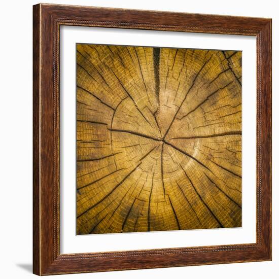 Sawn log showing growth rings (Dendrochronology)-Panoramic Images-Framed Photographic Print